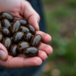 Tout savoir sur la saison des moules : guide complet et astuces pour bien les sélectionner